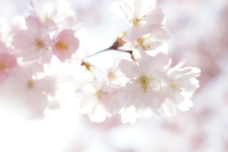 a close up of a bunch of flowers on a tree, cherry blossom, light pink background, sunlight beaming down, 2022 photograph