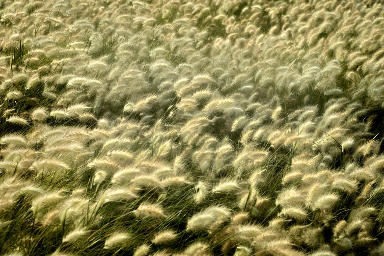 a field of grass that is blowing in the wind, by David Simpson, precisionism, medium format. soft light, grain”