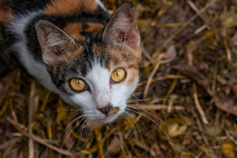 a cat that is looking up at the camera, by Niko Henrichon, unsplash, calico, looking at the ground, gold and white eyes, unsplash photo contest winner