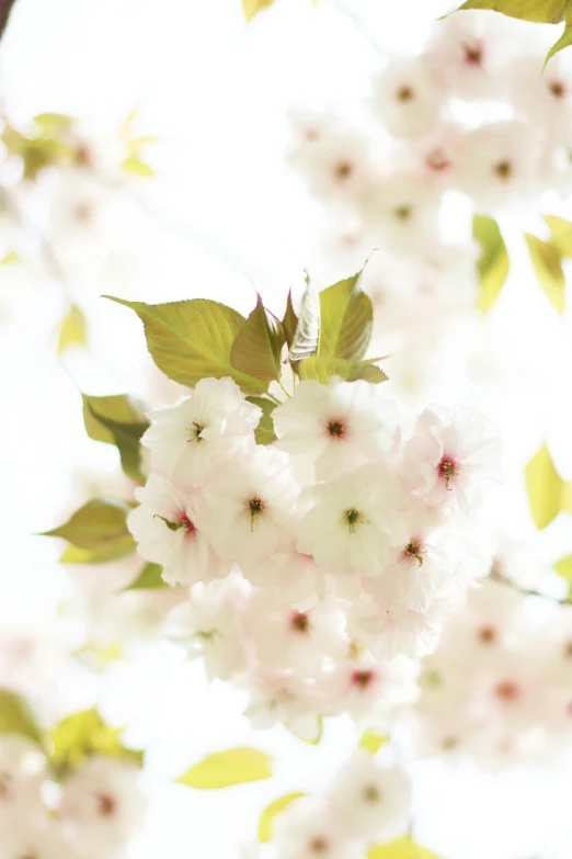 a bunch of white flowers on a tree, a digital rendering, unsplash, soft bright pastel, soft light - n 9, cherry, zoomed out to show entire image