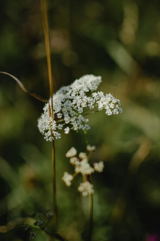 a white flower sitting on top of a lush green field, a macro photograph, by Jessie Algie, unsplash, tall thin, fine lace, prairie, slide show