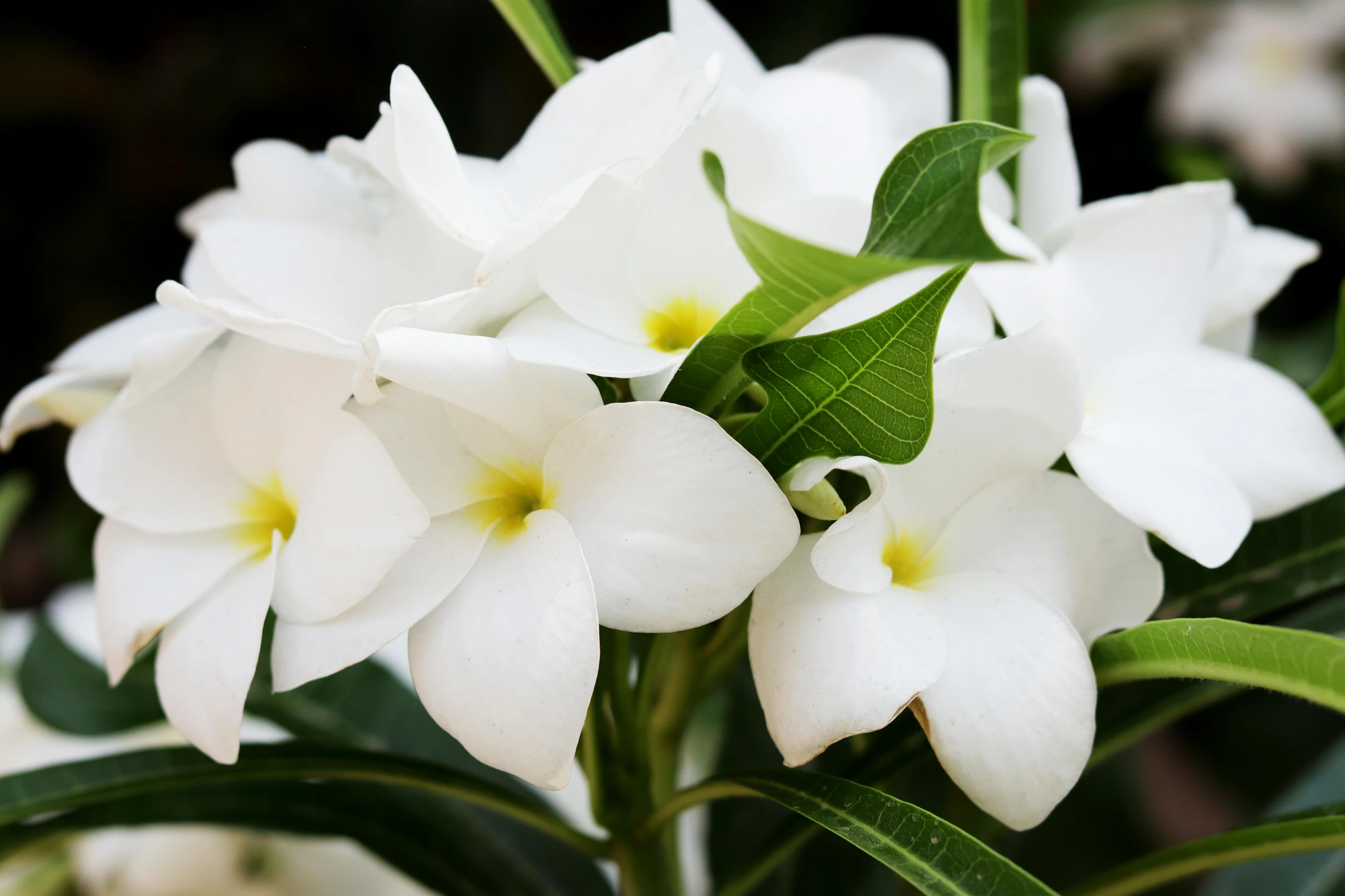 a close up of a bunch of white flowers, tropical houseplants, titanium white, full device, al fresco