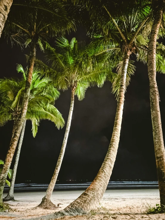 a group of palm trees sitting on top of a sandy beach, during the night, at night time