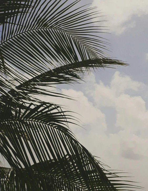 a large jetliner flying through a cloudy sky, an album cover, trending on unsplash, a palm tree, low quality footage, background image, ☁🌪🌙👩🏾