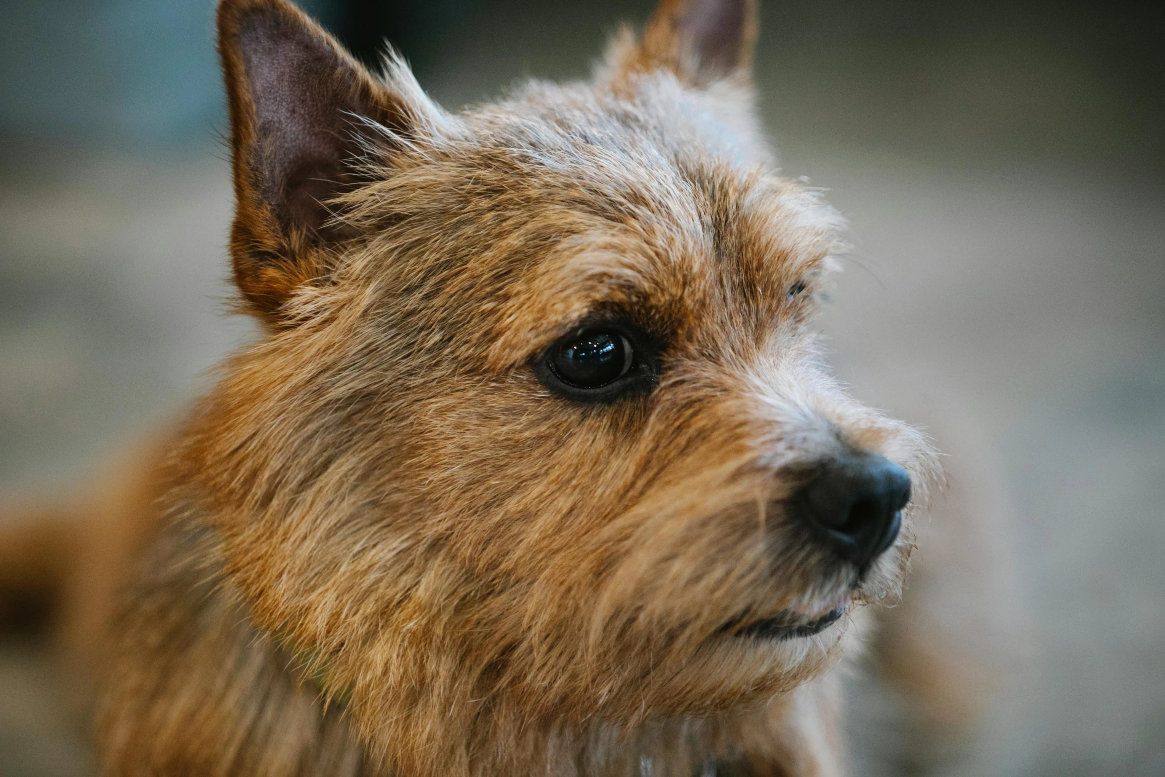 a close up of a dog's face with a blurry background, pexels, visual art, scruffy brown beard, thumbnail, small dog, australian