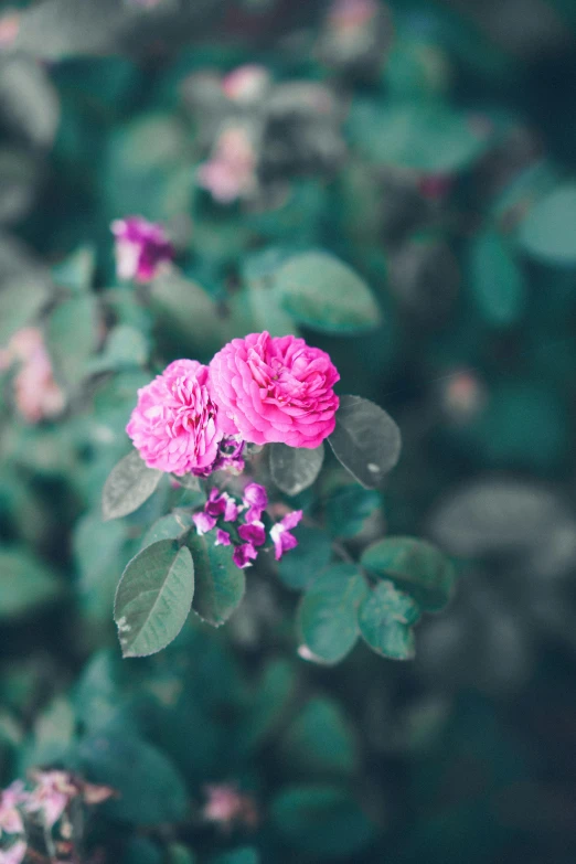 a close up of a pink flower with green leaves, unsplash, romanticism, small red roses, paul barson, mauve and cyan, a high angle shot