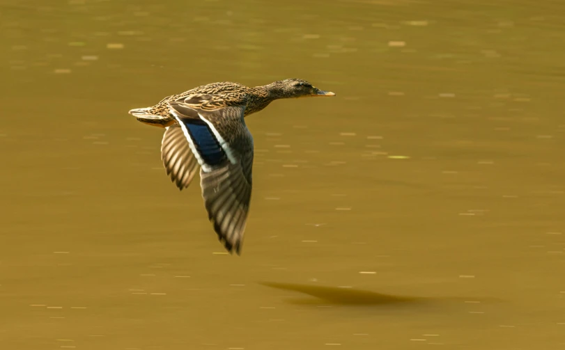 a duck flying over a body of water, by Jan Tengnagel, pexels contest winner, hurufiyya, 15081959 21121991 01012000 4k, water ripples, brown, female ascending