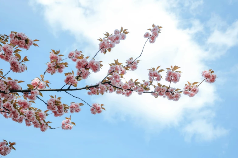 a tree with pink flowers against a blue sky, unsplash, shot on sony a 7, sakura flower, partly cloudy sky, no cropping