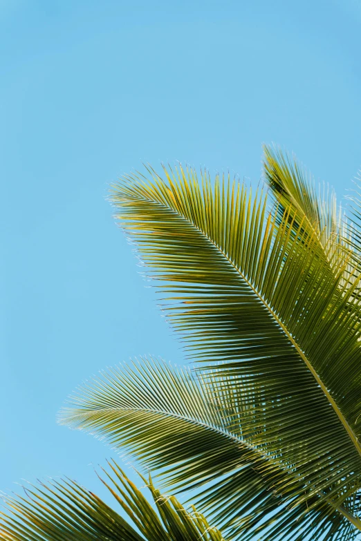 a large jetliner flying through a blue sky, an album cover, unsplash, chest covered with palm leaves, puerto rico, profile image, branches