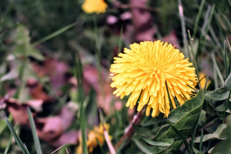 a yellow flower sitting on top of a lush green field, a macro photograph, unsplash, dandelion, photo taken on fujifilm superia, lion's mane, today\'s featured photograph 4k