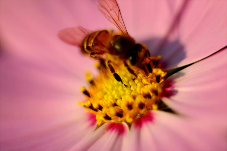 a bee sitting on top of a pink flower, pexels contest winner, paul barson, cosmos, brown, pov shot