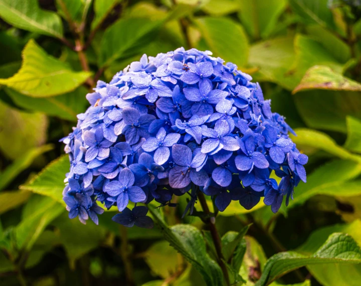 a blue flower with green leaves in the background, an isolated hydrangea plant, shot with sony alpha, david noton, mediumslateblue flowers