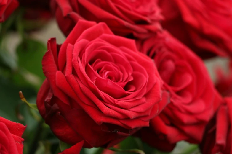 a close up of a bunch of red roses, forbidden beauty, from the side, an award winning, mid shot