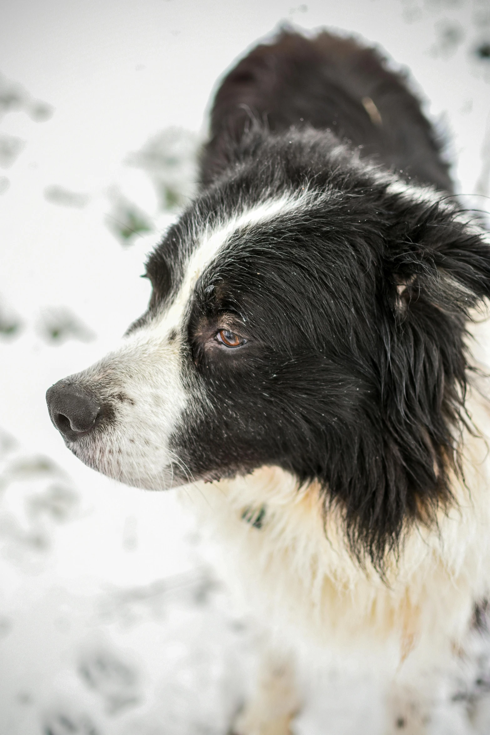 a black and white dog standing in the snow, profile image