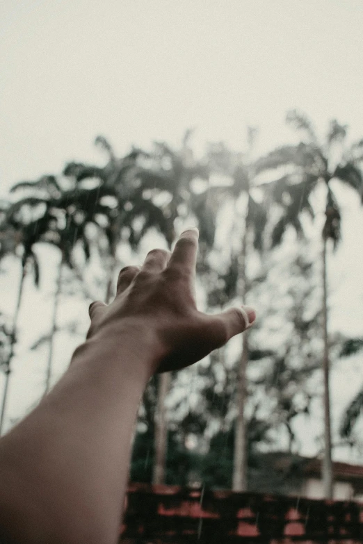 a person reaching up into the sky with palm trees in the background, take my hand, grey forest in the background, instagram post, looking off into the distance