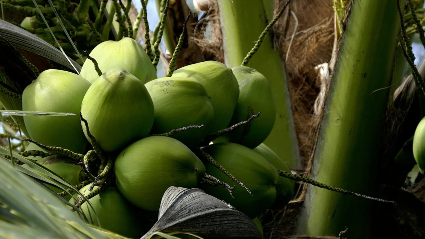 a bunch of green coconuts growing on a tree, by Gwen Barnard, unsplash, hurufiyya, fan favorite, avatar image