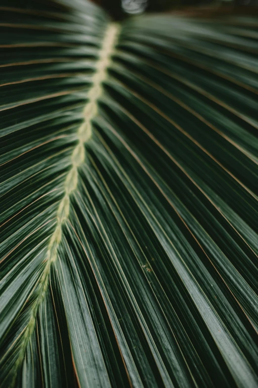 a close up of a green palm leaf, unsplash, profile image, digital image