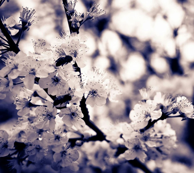 a black and white photo of a flowering tree, unsplash, romanticism, purple - tinted, background image, honey, sports photo