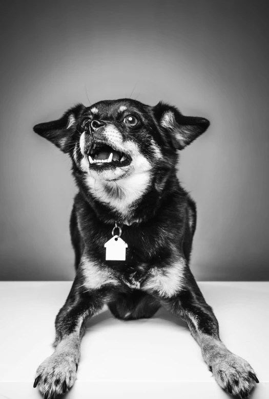 a black and white photo of a dog, by Adam Marczyński, totally mad and yelling, ready for a meeting, studio photo, hyperealistic photo