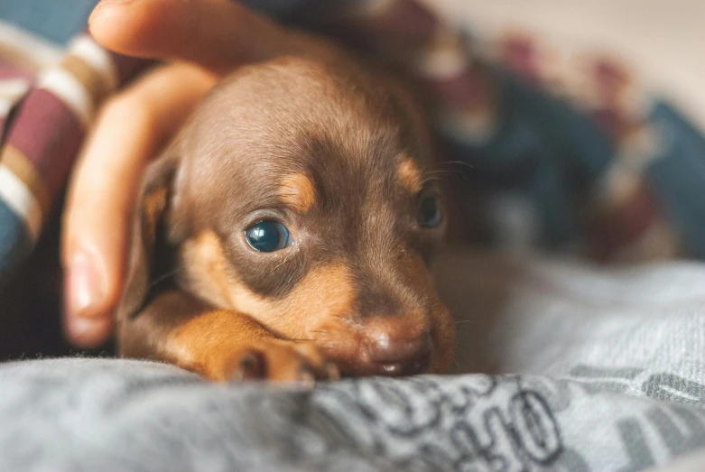 a close up of a person holding a small dog, trending on pexels, brown and cyan color scheme, laying on a bed, dachshund, has two adorable blue eyes