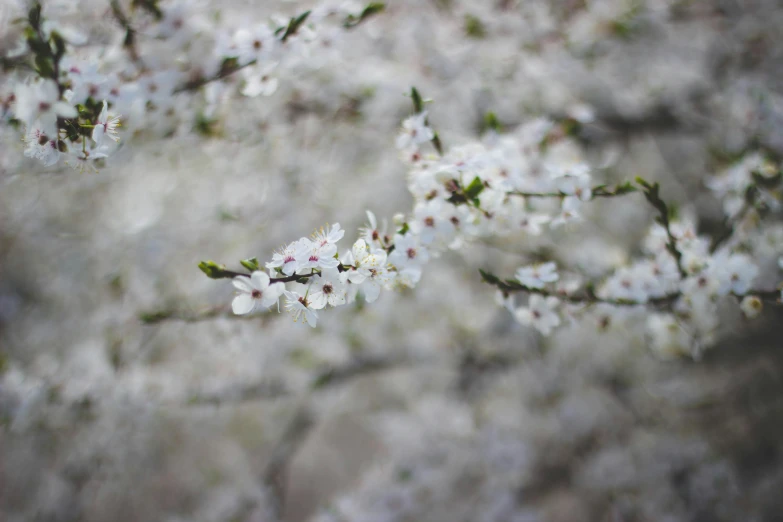 a bunch of white flowers on a tree, unsplash, paul barson, plum blossom, 2000s photo