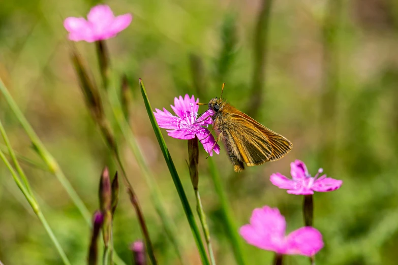 a butterfly sitting on top of a pink flower, by Peter Churcher, fan favorite, meadow flowers, drinking, brown