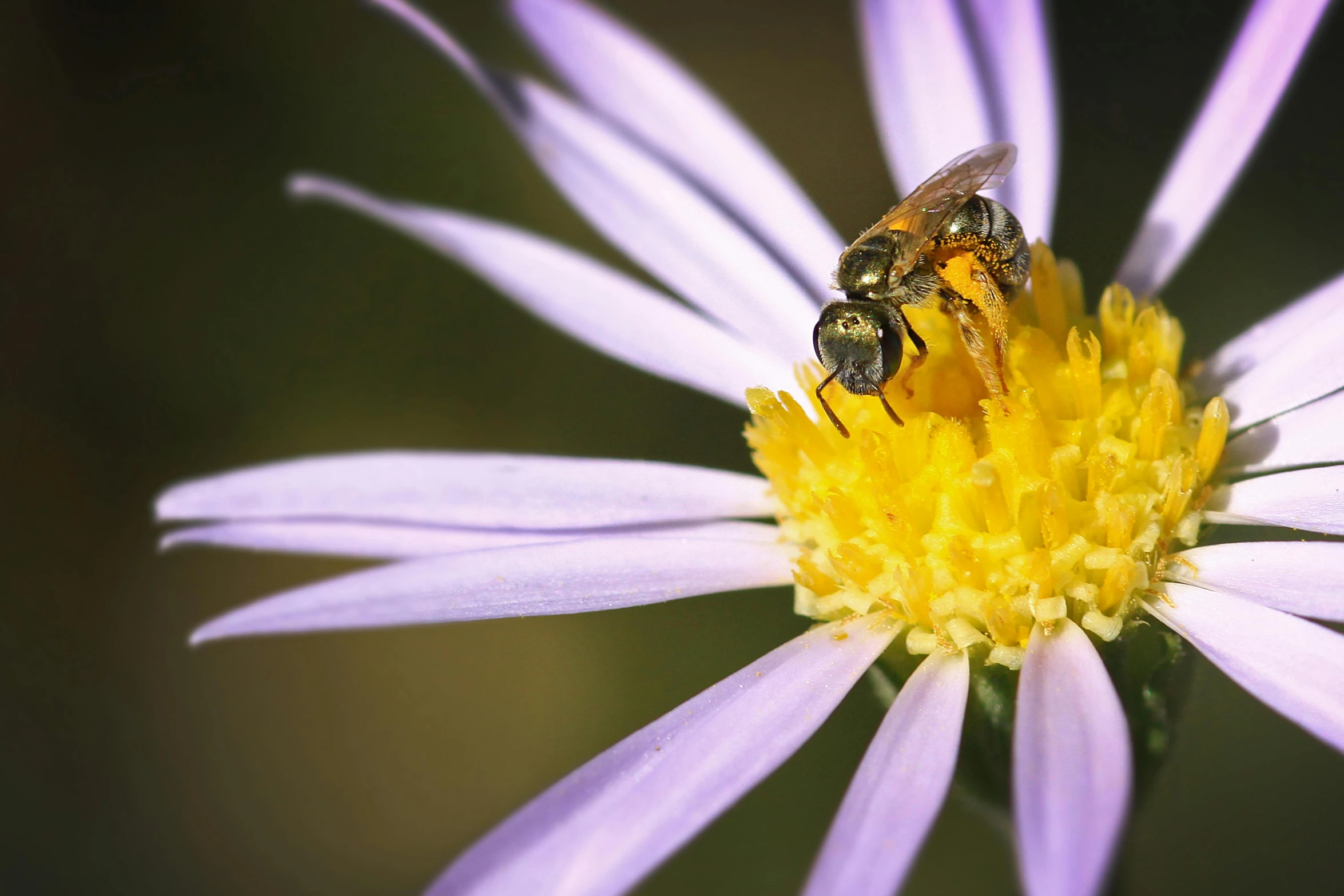 a bee sitting on top of a purple flower, slide show, paul barson, high resolution, as photograph