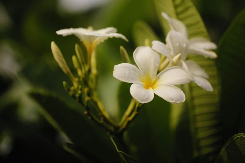 a close up of a flower on a tree, unsplash, hurufiyya, tropical houseplants, green and white, dim lit, no cropping