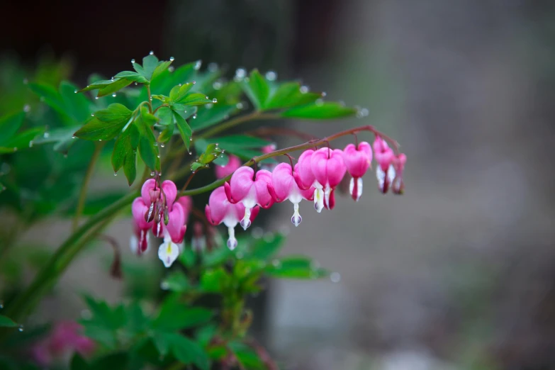 a close up of a plant with pink flowers, falling hearts, hanging veins, ready to eat, photographed