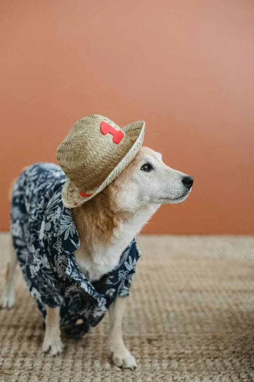 a small dog wearing a hat and sweater, a portrait, by Julia Pishtar, shutterstock contest winner, hawaiian shirt, corgi, straw hat, 2019 trending photo