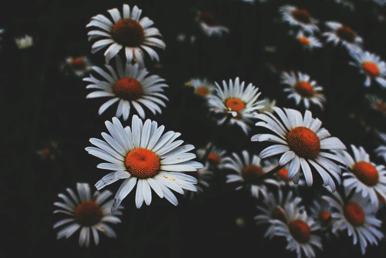 a bunch of white flowers with orange centers, an album cover, pexels contest winner, antipodeans, dark hues, chamomile, summer night, white freckles