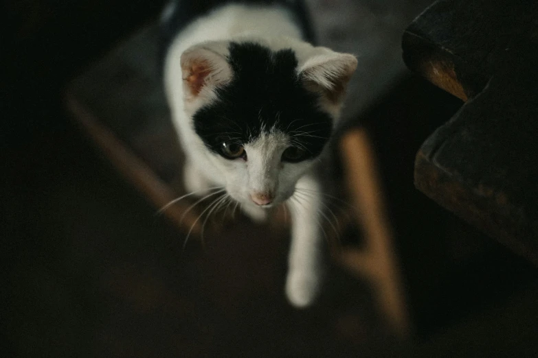 a black and white cat standing on top of a wooden chair, looking down from above, alessio albi, patches of fur, high quality photo