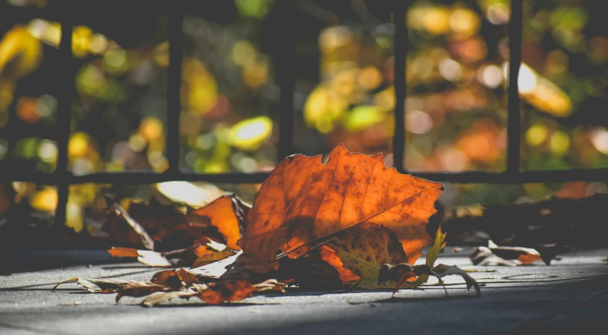 a leaf laying on the ground next to a fence, by Niko Henrichon, pexels contest winner, orange tones, windowsill, 15081959 21121991 01012000 4k, rectangle