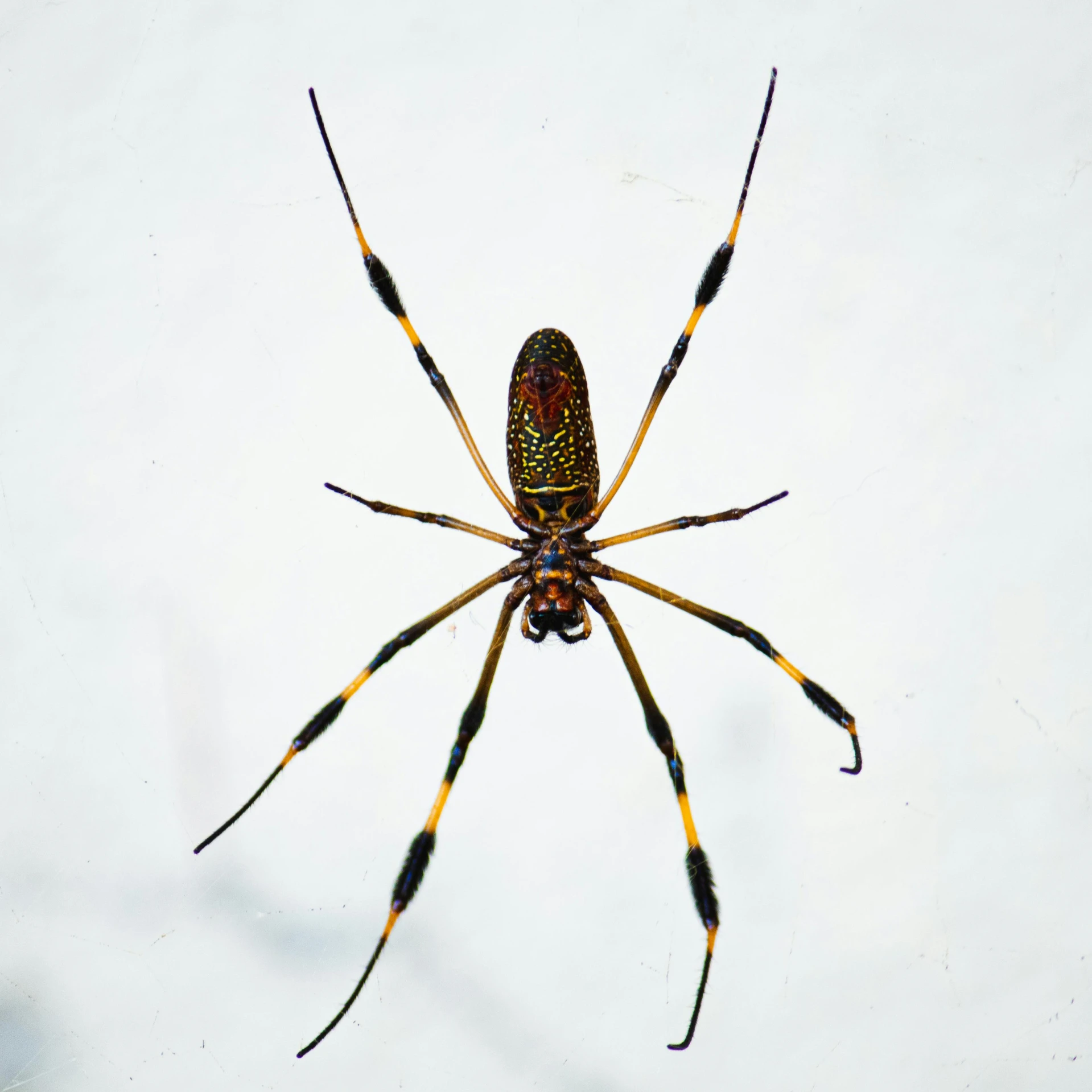 a large spider sitting on top of a white surface, by Jakob Emanuel Handmann, pexels contest winner, hurufiyya, multicolored, black and gold wires, high angle shot, spotted ultra realistic