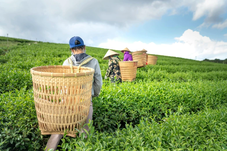 a group of people picking tea leaves in a field, by Meredith Dillman, pexels, avatar image, wearing a straw hat and overalls, ja mong, thumbnail