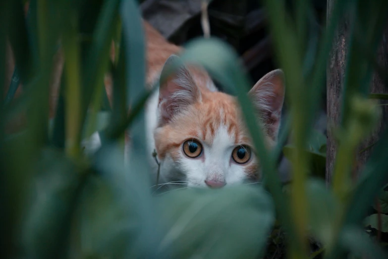 a close up of a cat looking at the camera, by Adam Marczyński, unsplash, hiding in grass, in a jungle, spying discretly, ginger cat in mid action
