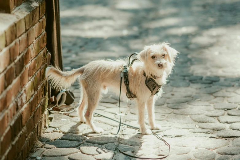 a small white dog standing next to a brick wall, by Emma Andijewska, pexels contest winner, collar and leash, in a square, scruffy looking, gif