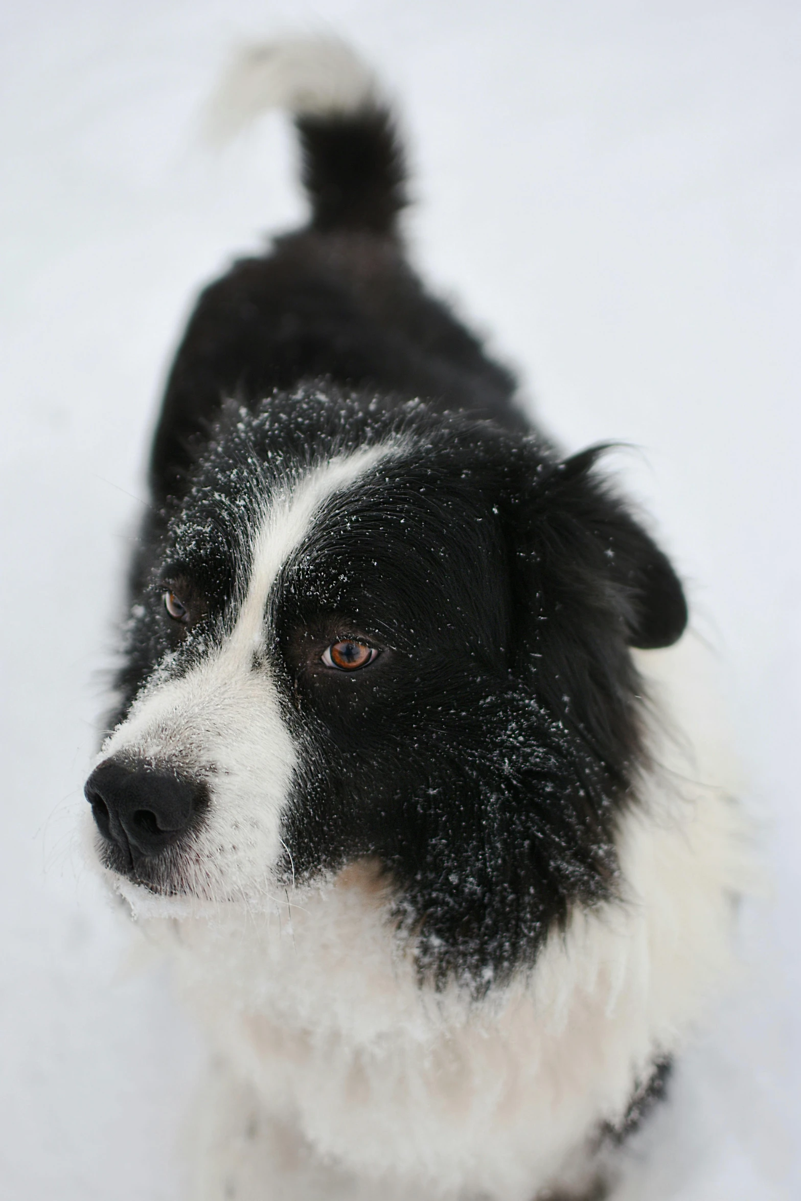 a black and white dog standing in the snow, up-close, thoughtful )