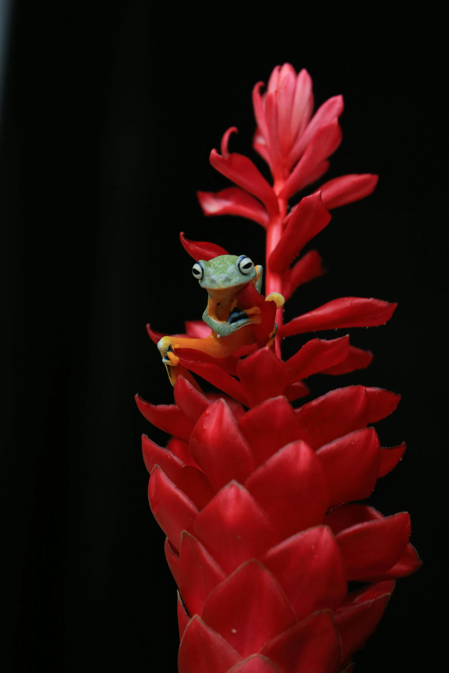 a frog sitting on top of a red flower, slide show, paul barson, bromeliads, photographed for reuters