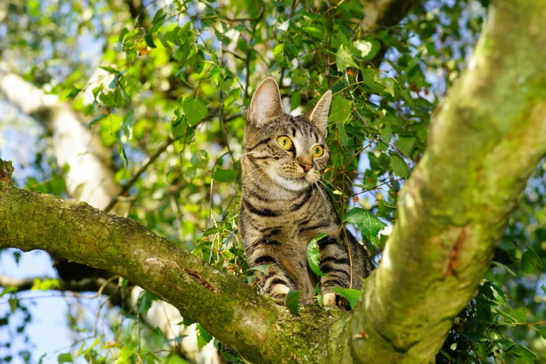 a cat sitting on top of a tree branch, shutterstock, amongst foliage, high quality image”, max dennison, portrait”