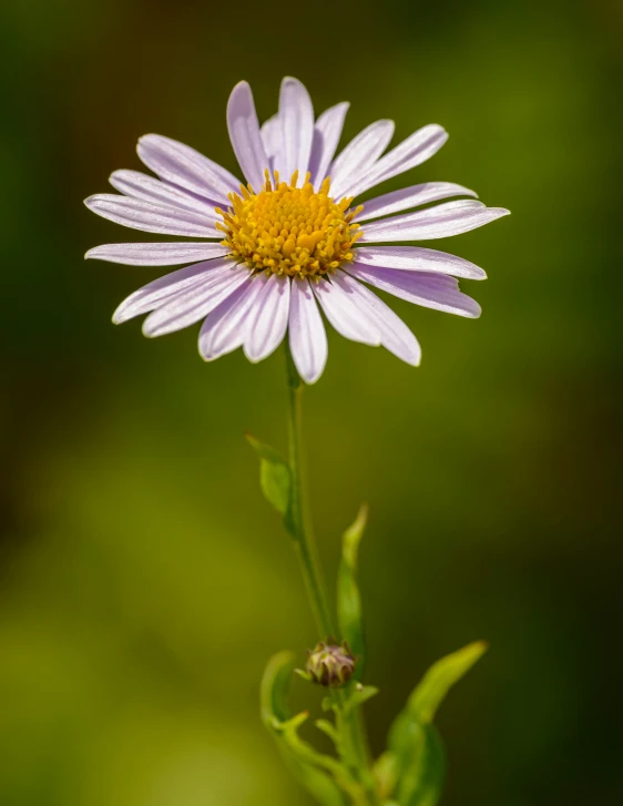 a single purple flower sitting on top of a green plant, chamomile, shot with sony alpha 1 camera, tall thin, color image