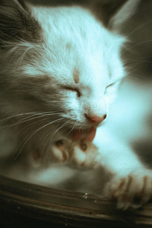 a close up of a cat with its eyes closed, a macro photograph, inspired by Elsa Bleda, trending on unsplash, photorealism, albino dwarf, licking out, kittens, photo realistic”