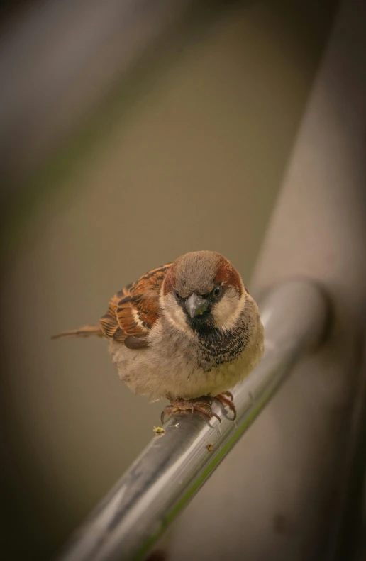 a small bird sitting on top of a metal rail, taken with sony alpha 9, museum quality photo, smug face, brown