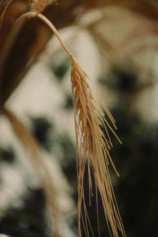 a close up of a stalk of wheat, sōsaku hanga, photograph taken in 1989, stringy, bangalore, hanging