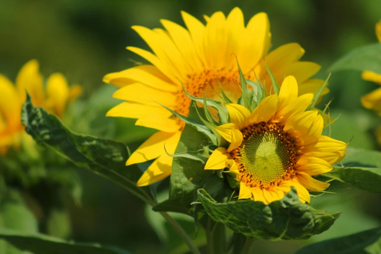 a close up of a bunch of yellow sunflowers, by Yasushi Sugiyama, pixabay, fan favorite, two suns, yellow and greens, fine art print