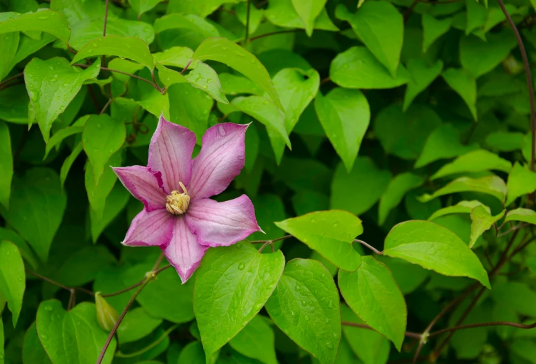 a close up of a flower on a plant, by Jim Nelson, pexels, renaissance, clematis like stars in the sky, woody foliage, draped in fleshy green and pink, wisconsin