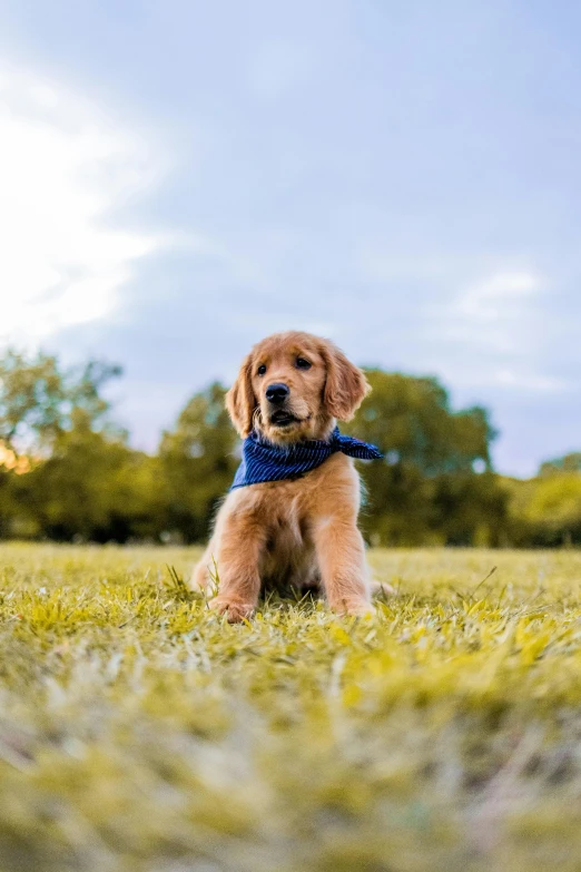 a dog that is sitting in the grass, blue and gold, at a park, posing for a picture