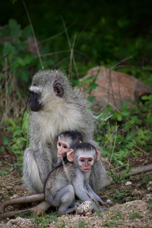 a couple of monkeys sitting next to each other, by Juergen von Huendeberg, three animals, in africa, 8 k -, multiple stories