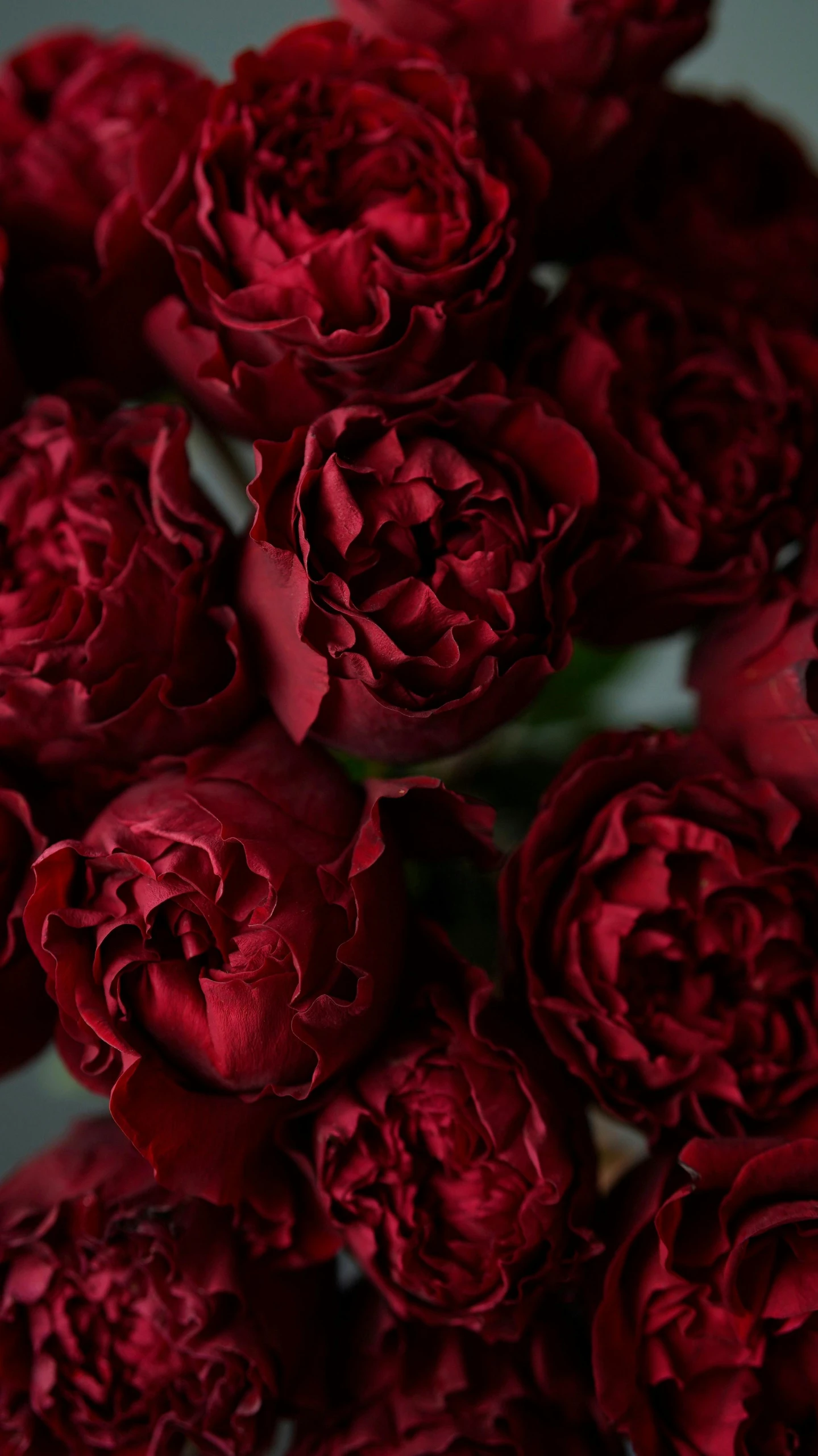 a close up of a bunch of red flowers, inspired by Jules Robert Auguste, pexels, ornate dark red opulent clothing, peony, hearts, product shot