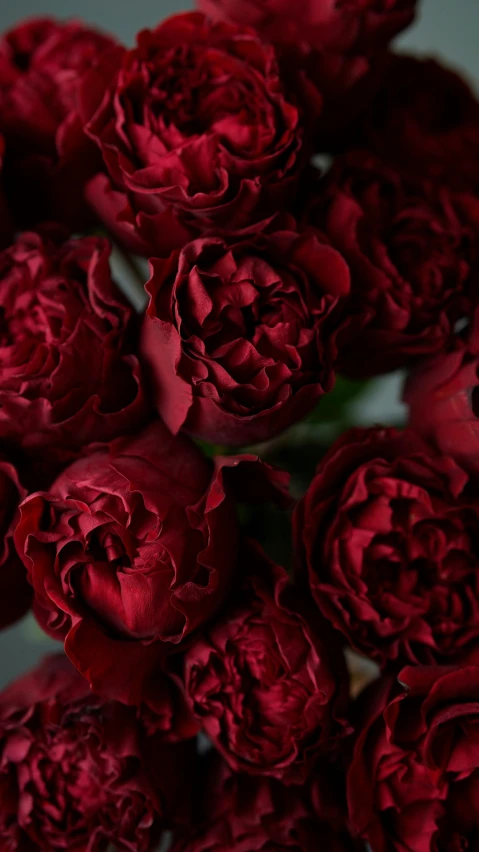 a close up of a bunch of red flowers, inspired by Jules Robert Auguste, pexels, ornate dark red opulent clothing, peony, hearts, product shot